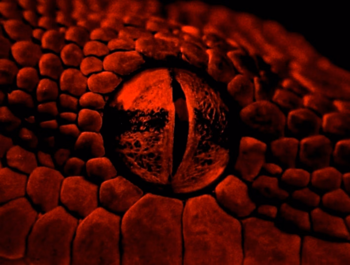 Extreme close-up of a reptile eye under red light